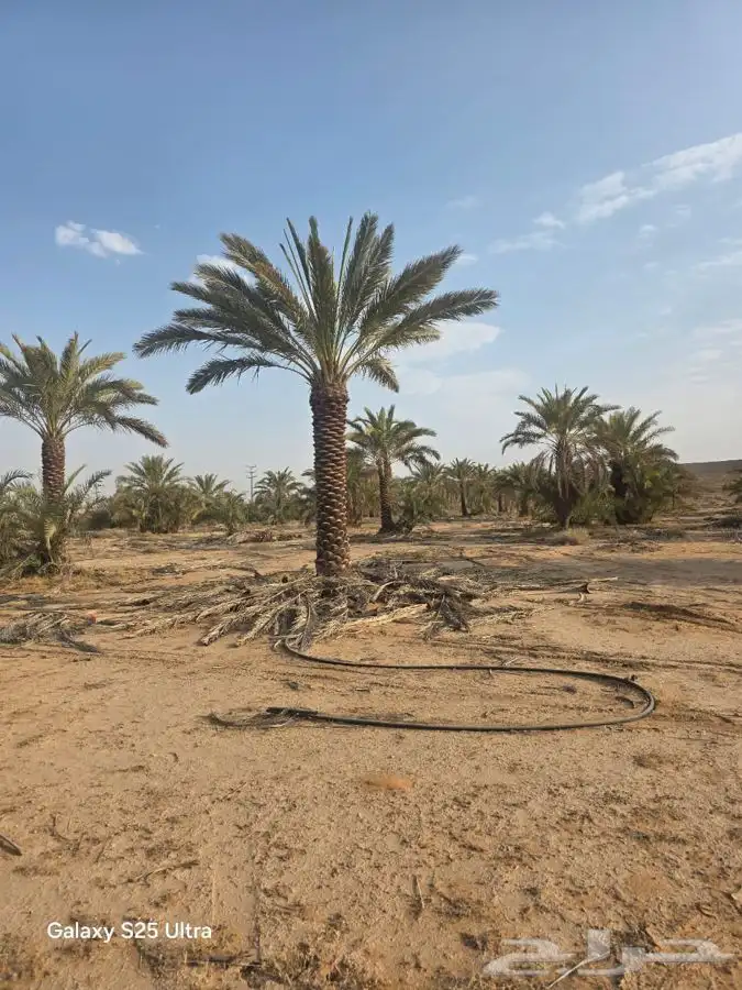 تركيب شبك وزراعه نخيل شبك نخل زراعه 1