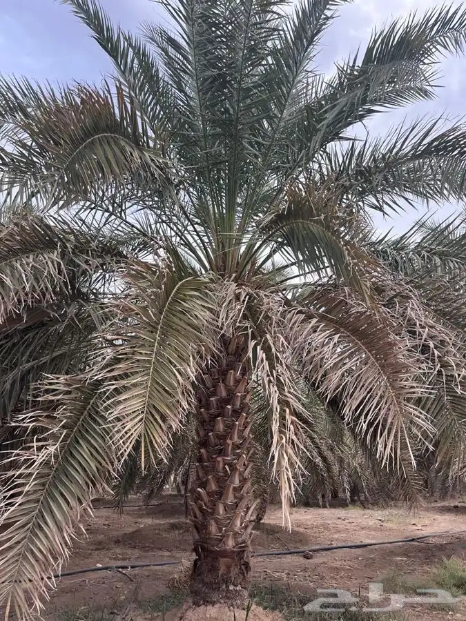 نخل روثانة للبيع 1