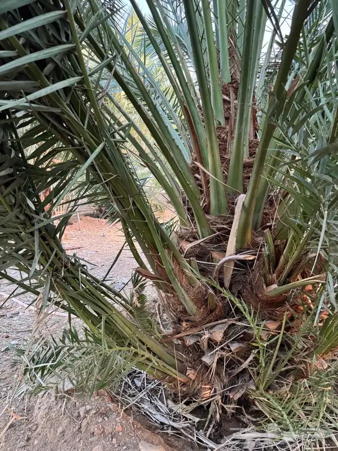 صنية روثانة للبيع 1