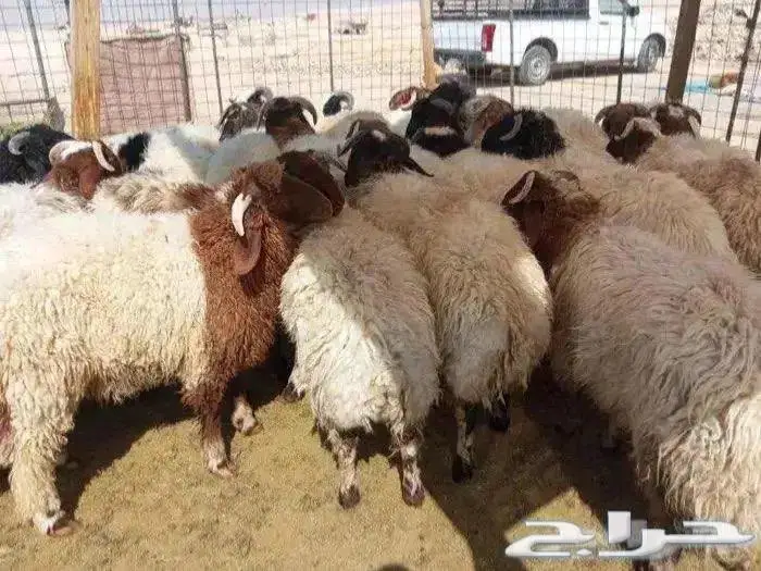 ذبايح نعيمي مفاطيح وللثلاجه مع الذبح والتوصيل 5