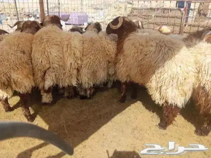ذبايح نعيمي مفاطيح وللثلاجه مع الذبح والتوصيل 6