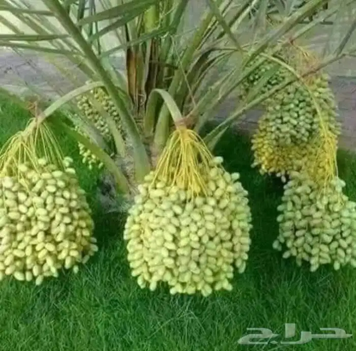 معلم لجميع انواع النخل والشجر 9
