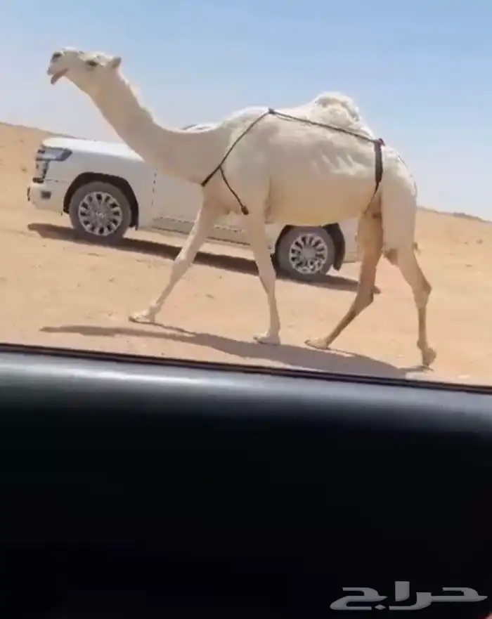 للبيع الضروبه الكفو مشروطه من جميع عذروب 0
