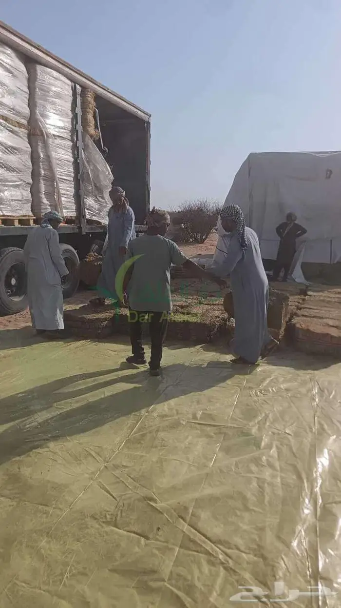 برسيم الراعي اسباني مستورد جودة ممتازة 2