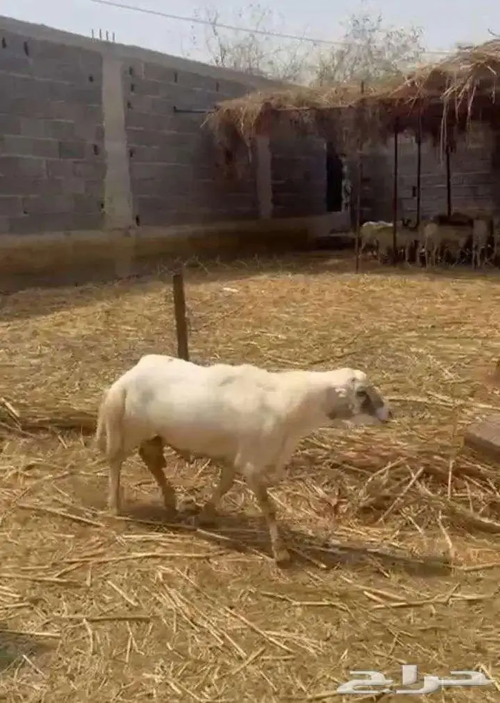 خروف فحل بلدي 1