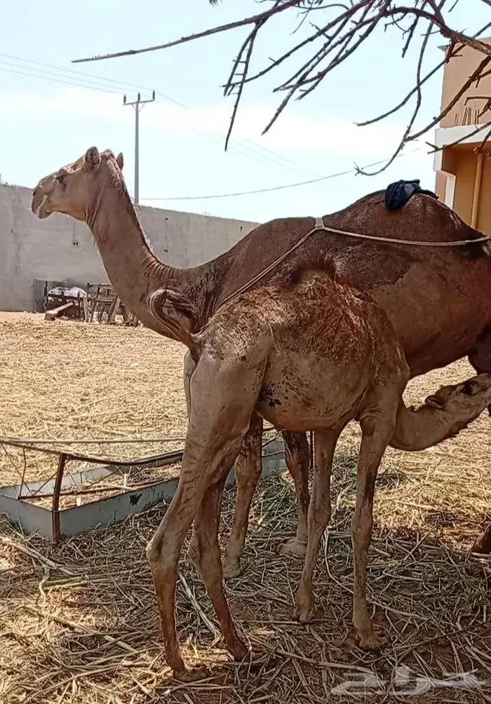 خلفتين منوة المتمنح 3