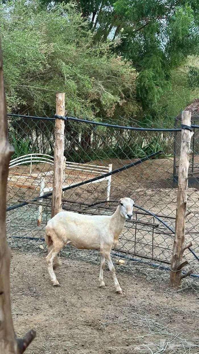 للبيع نعجه بلدي 1