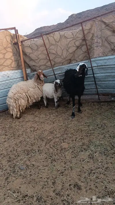 نعجتين وطلي للبيع 0