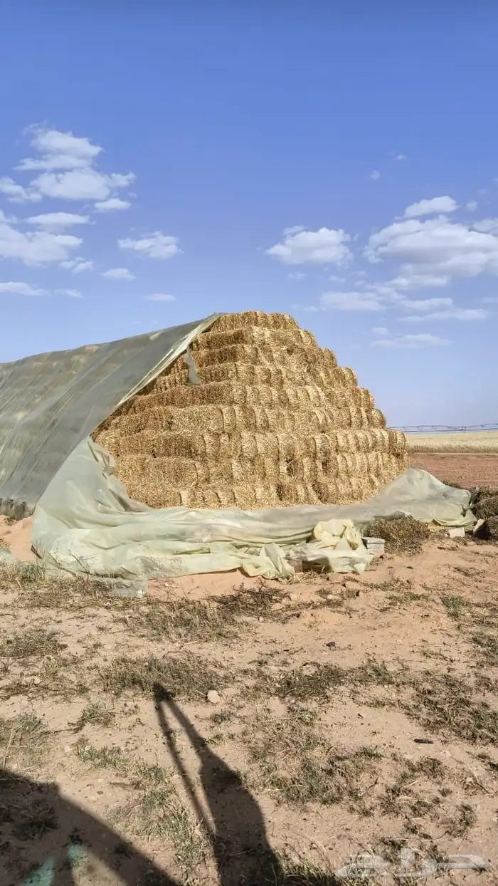 لبنه تبن 0