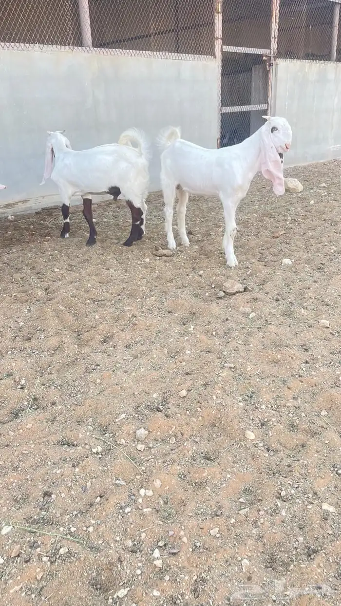تيوس للبيع 0