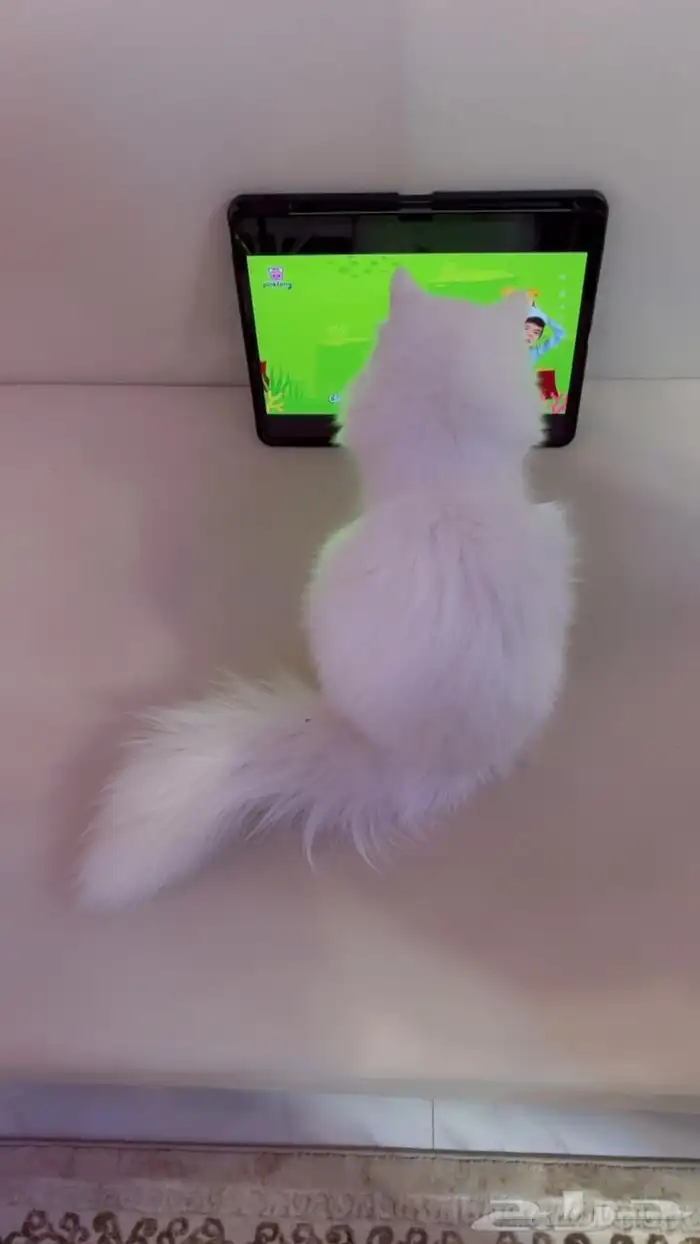 للبيع قط ابيض ذكر 1