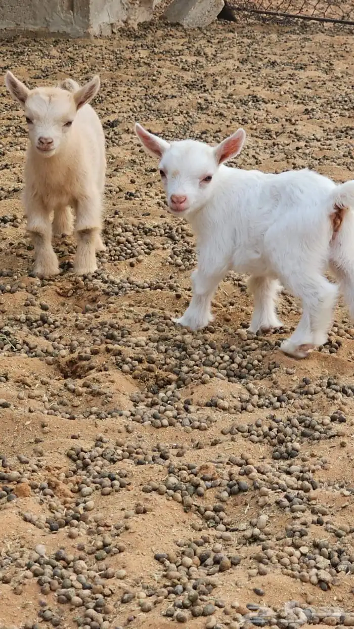 زوج ماعز قزم 2