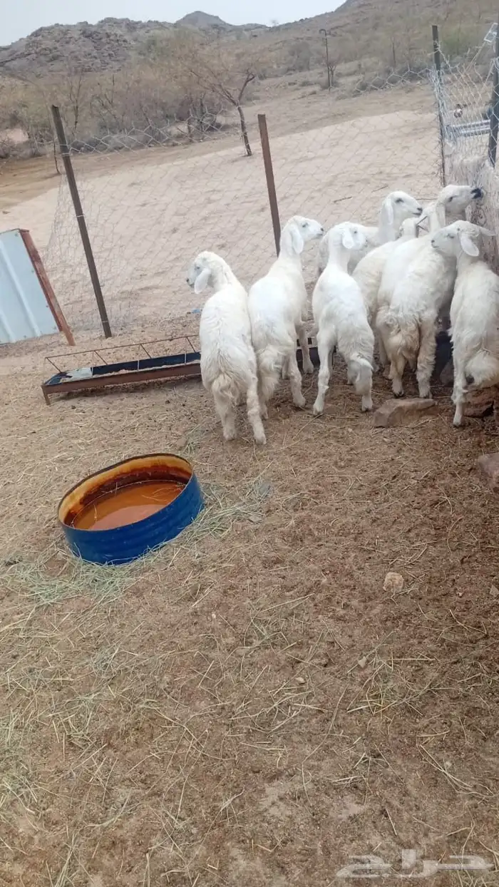 8 من البهم 5 خرفان و3 رخال شرط ونظافه 4