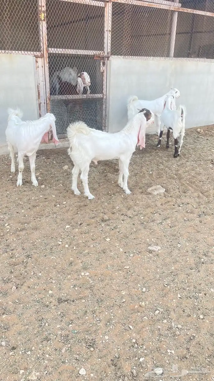 تيوس للبيع 3