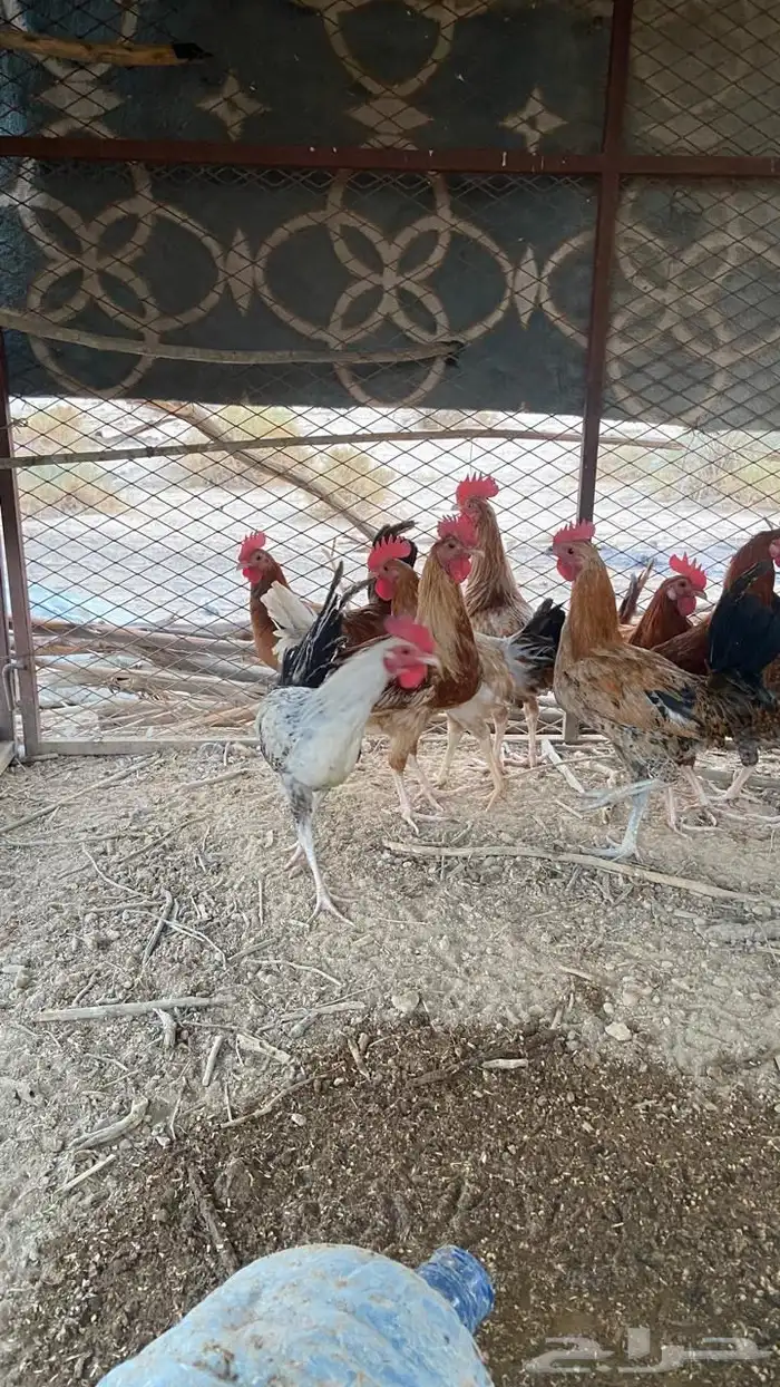 ديوك للبيع العدد 30 0