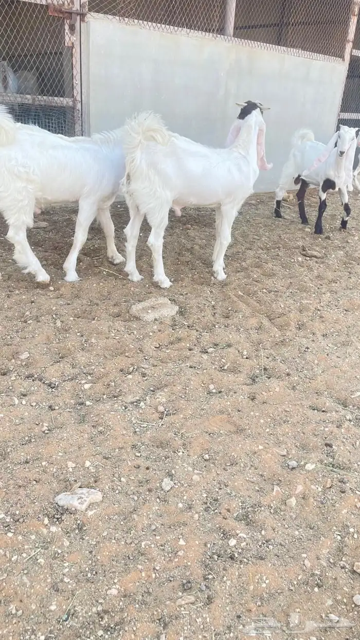 تيوس للبيع 2