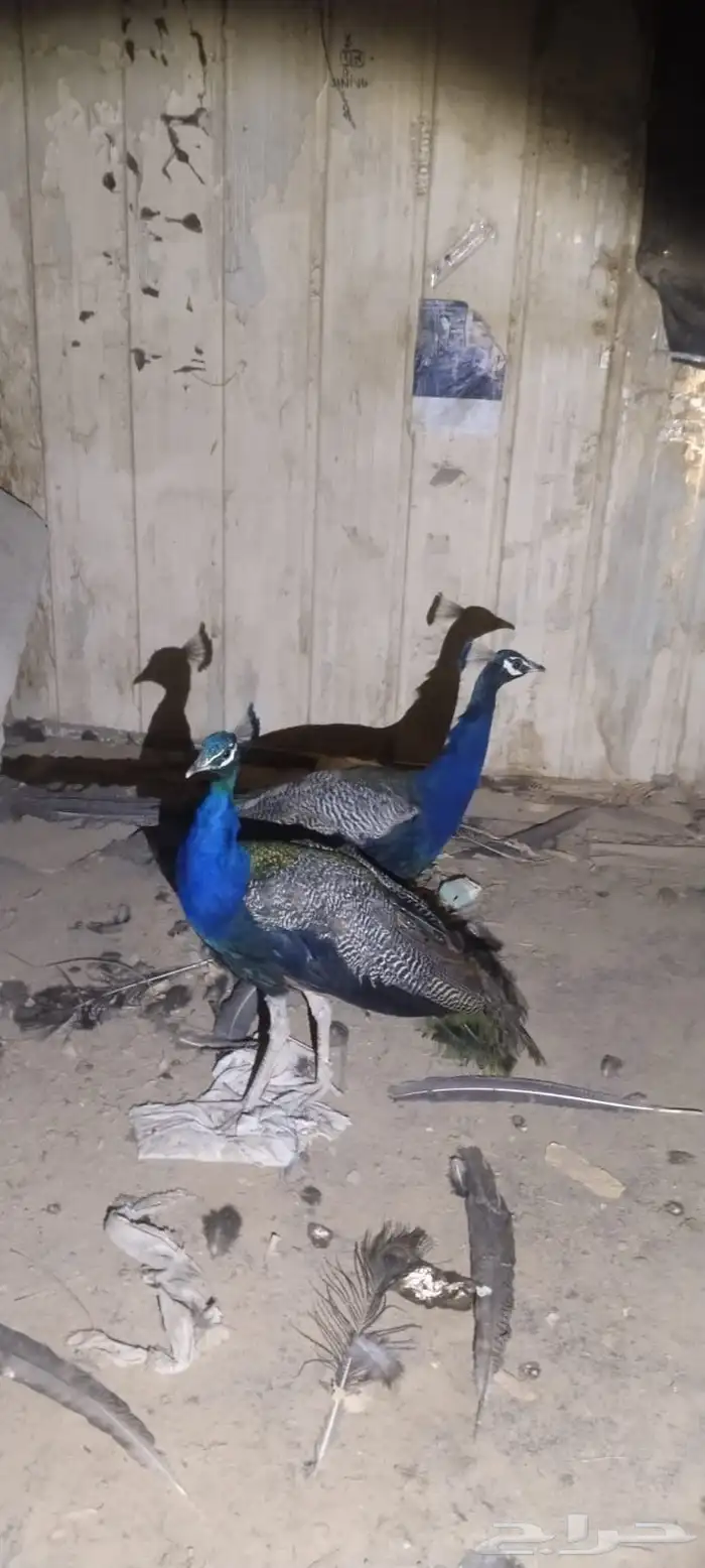 طوائيس 0