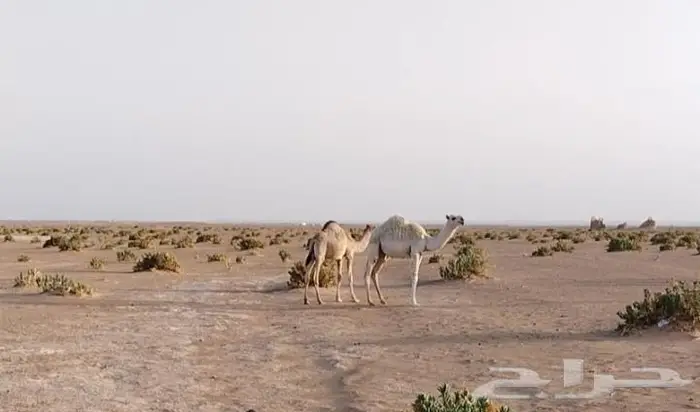 للبيع قعدان طيبه وبرية علي حليب أمهاتها 0