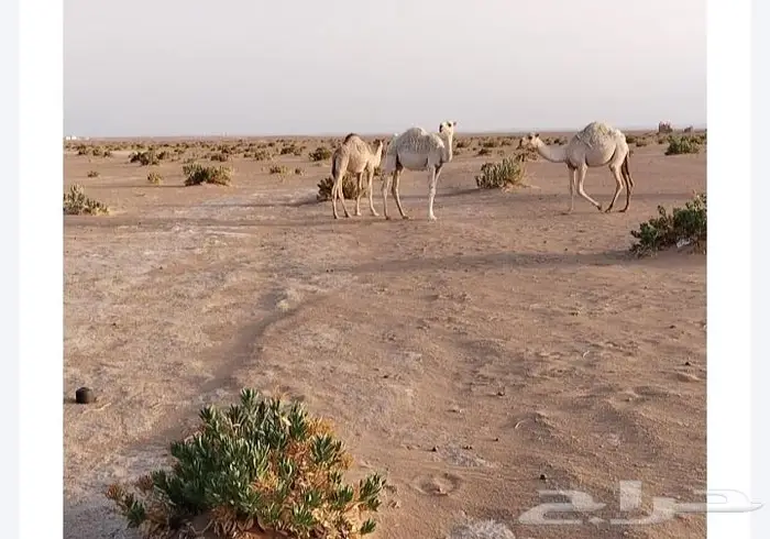 للبيع قعدان طيبه وبرية علي حليب أمهاتها 1