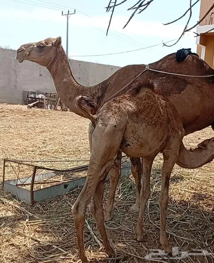 خلفتين منوة المتمنح 0