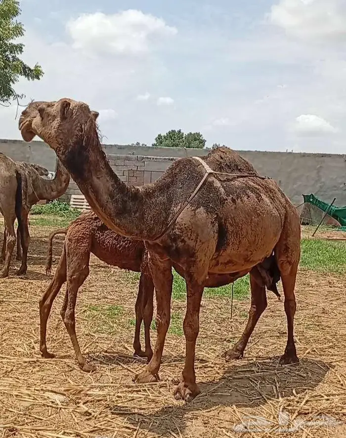خلفتين منوة المتمنح 4