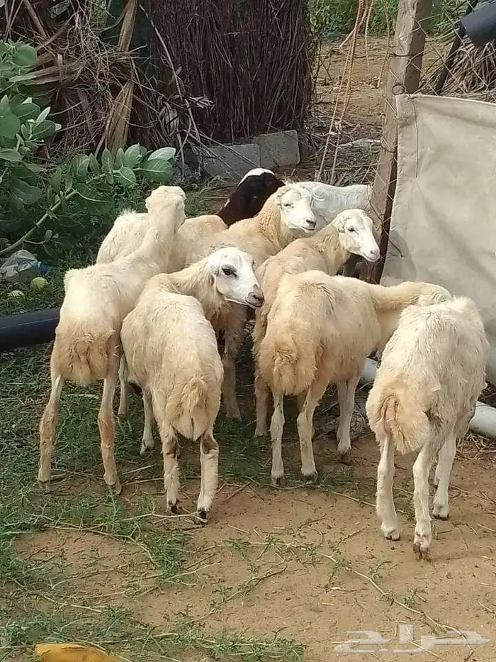 رخيل بلدي 1