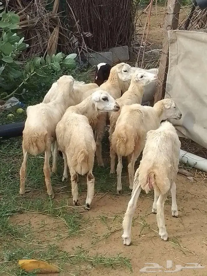 رخيل بلدي 5