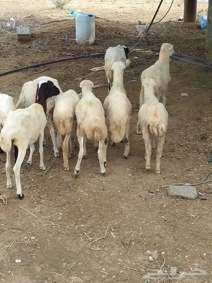 رخيل بلدي 3