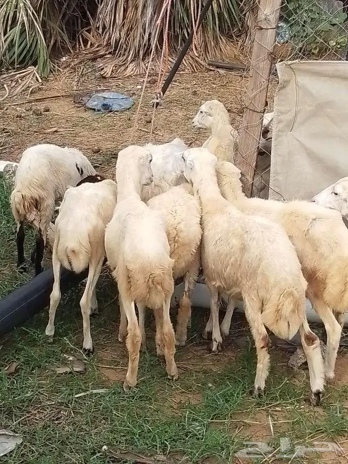 رخيل بلدي 0