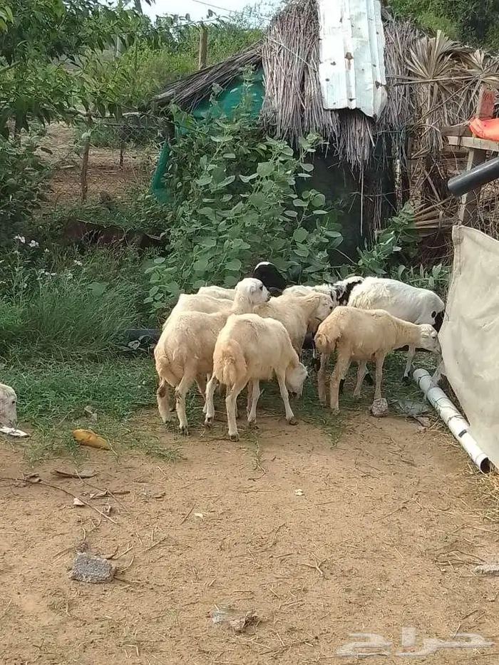 رخيل بلدي 4