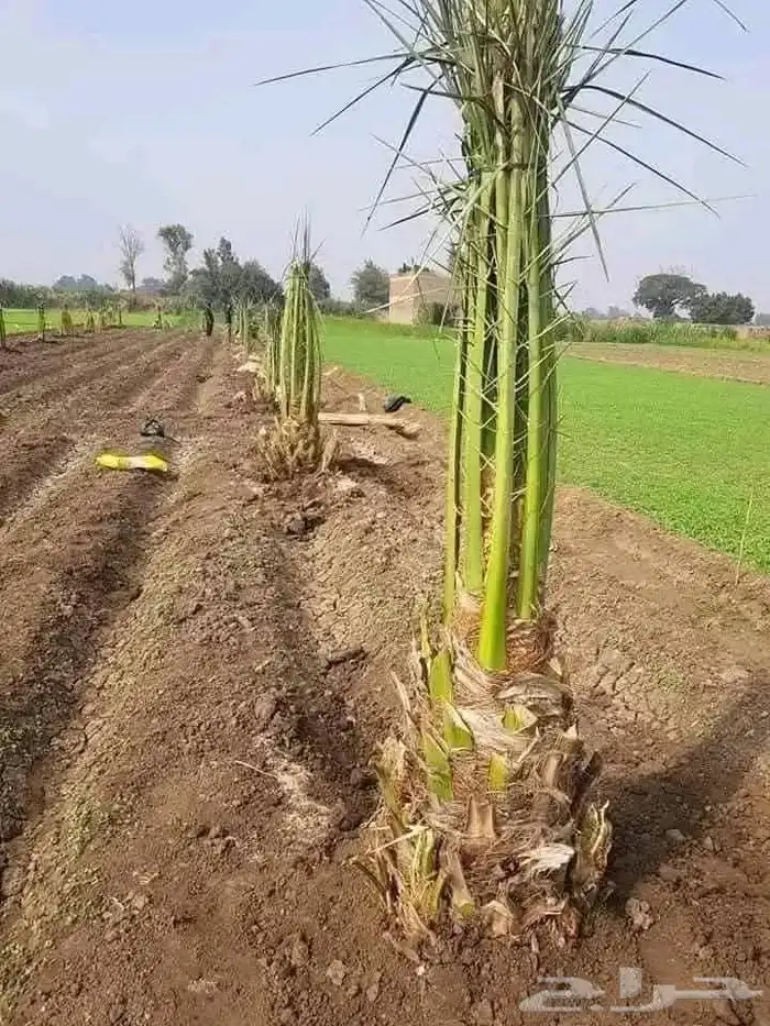 معلم لجميع انواع النخل والشجر 7