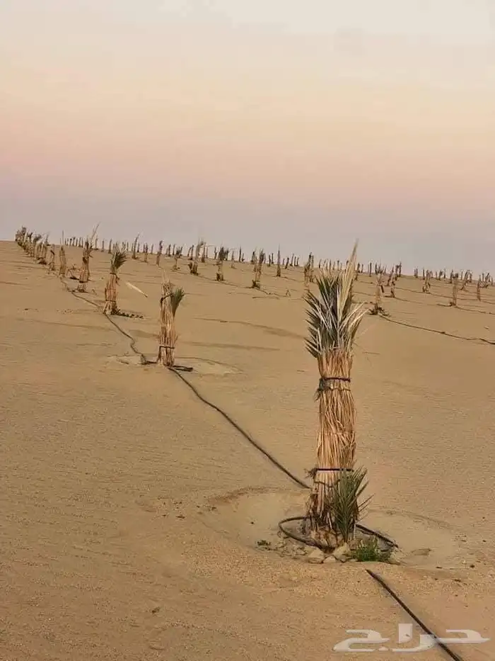 معلم لجميع انواع النخل والشجر 4