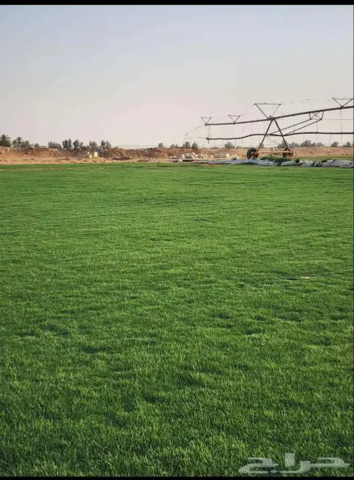 ثيل سي الفين درجه اولي صافي ونقي خالي من اي شي 3