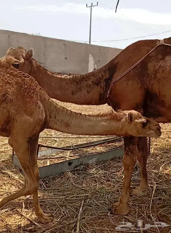 خلفتين منوة المتمنح 2