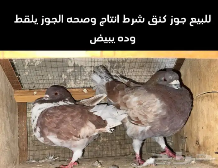 حمام كنق للبيع للتواصل خاص 1