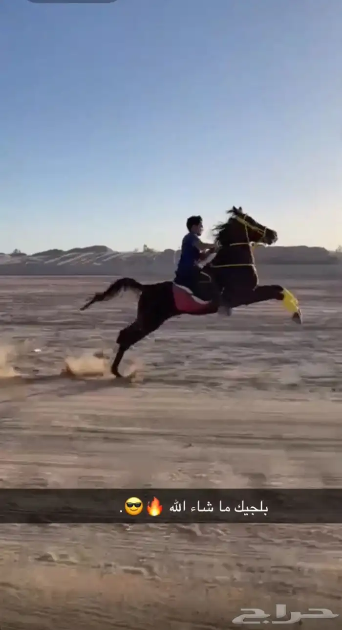 خيل شعبي  (مشاءالله تبارك الرحمن) 0