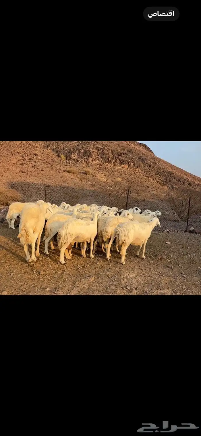 ضان حرش طيبه 2