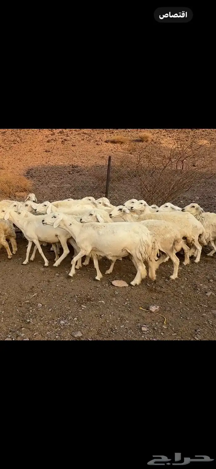 ضان حرش طيبه 1