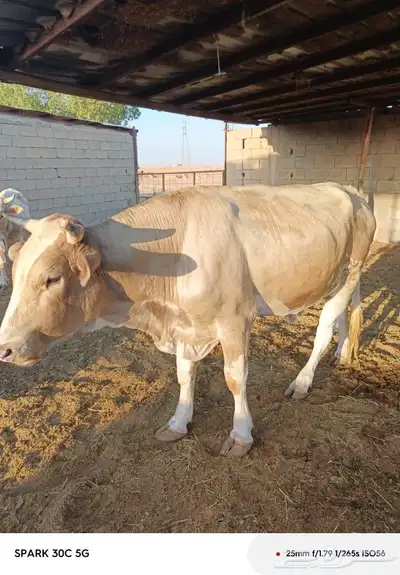 ثور index