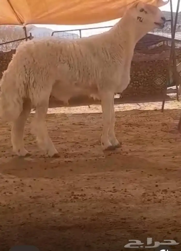 فحل حري صنف الصنف كايف 0
