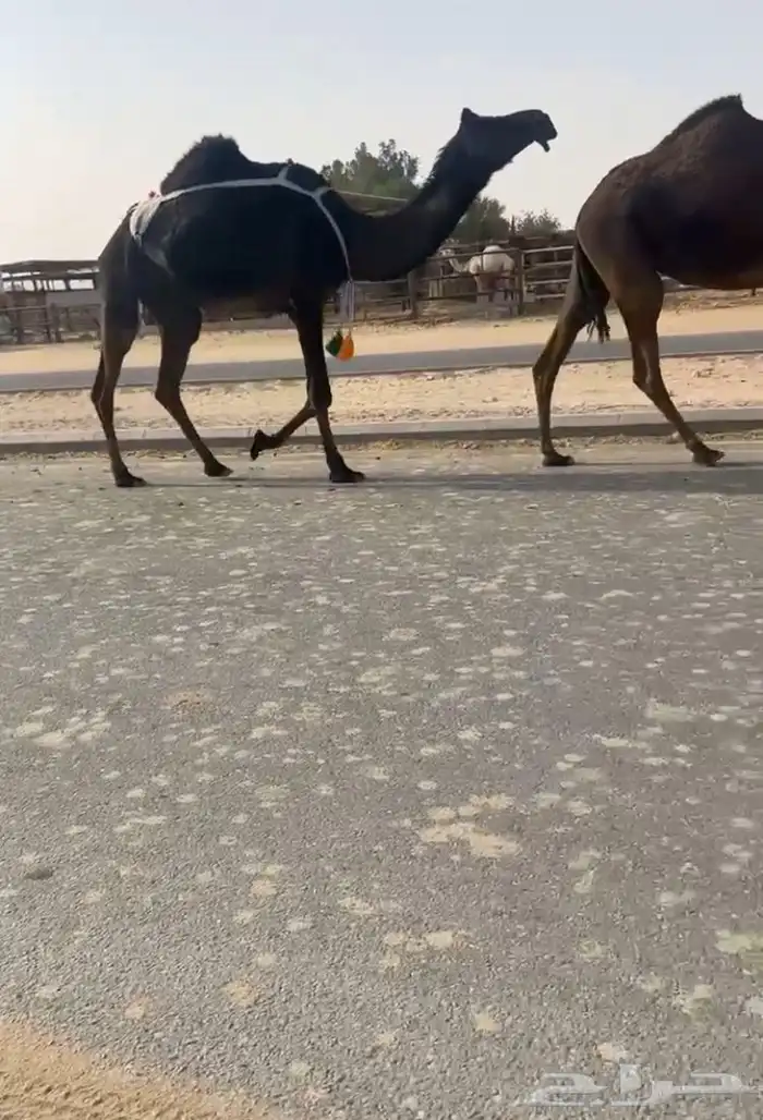 ناقه 0