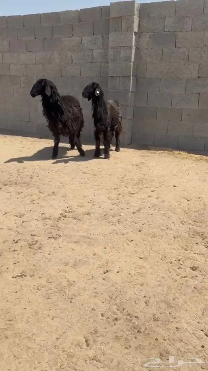 شياه عرب 0