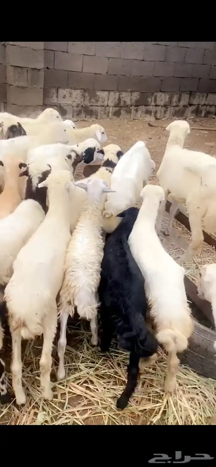 رخال حري ورفيدي 2
