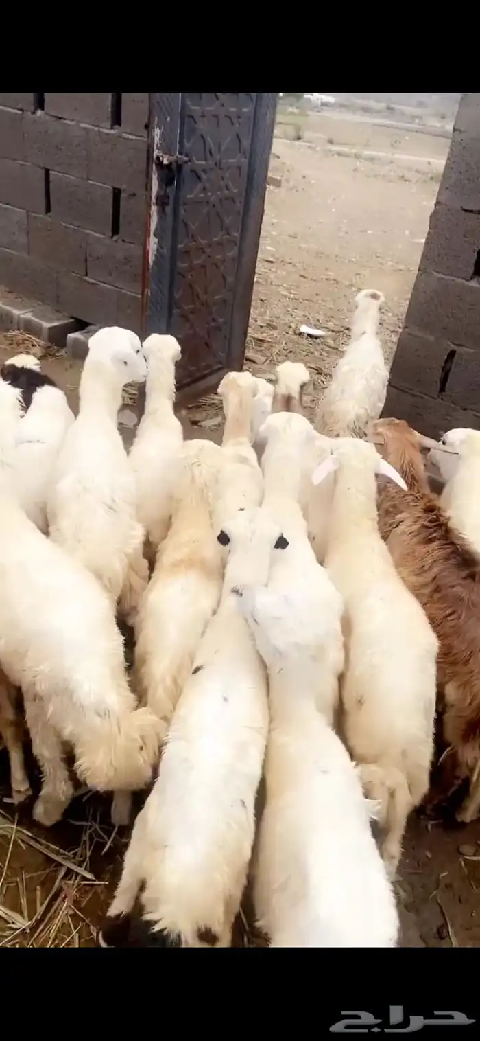 رخال حري ورفيدي 0