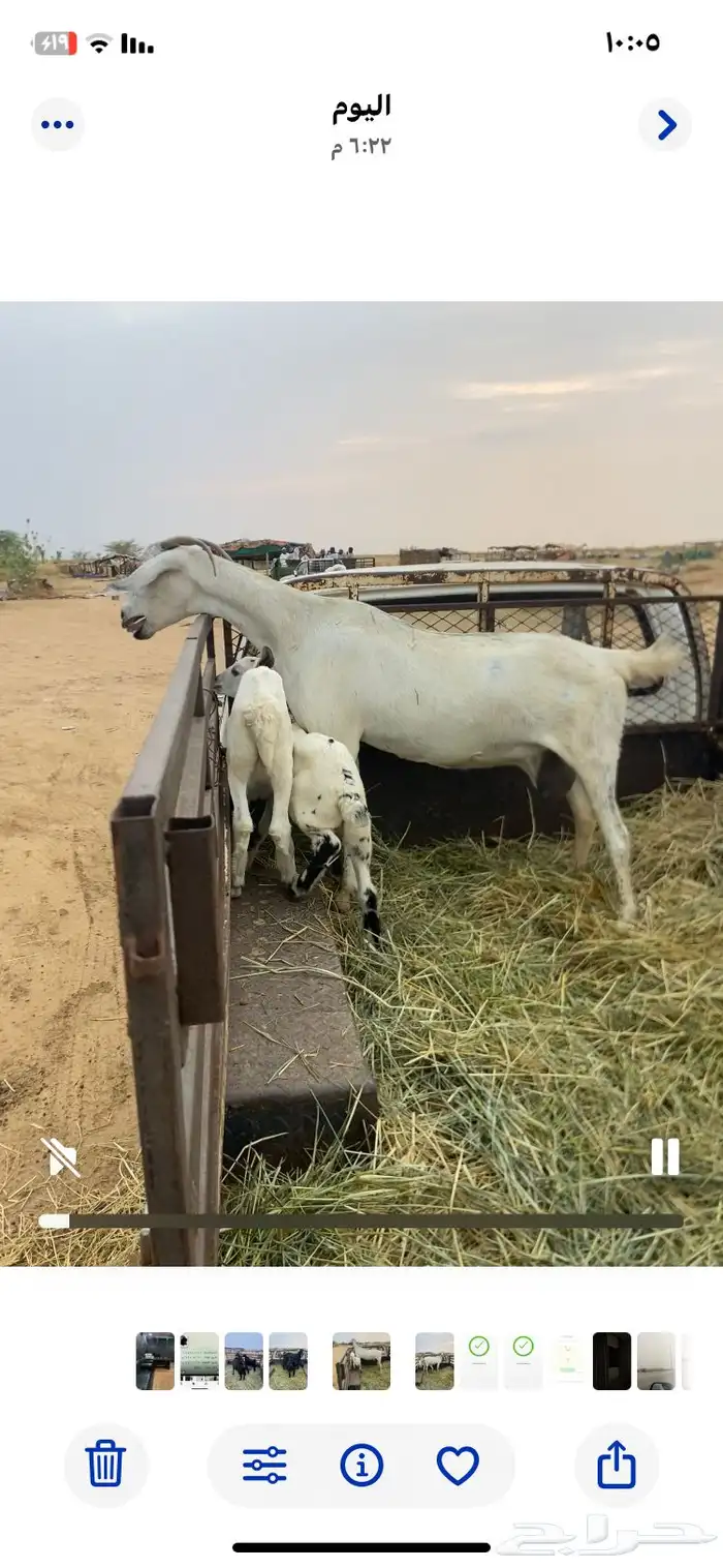 عنز للبيع 1
