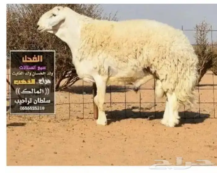 فحل حري صنف الصنف كايف 1
