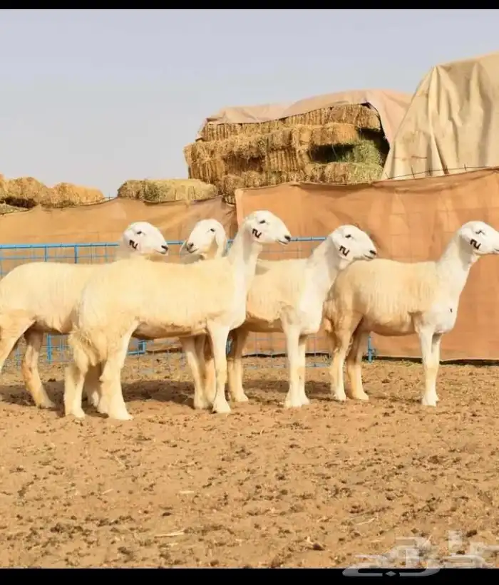 فحل حري صنف الصنف كايف 2