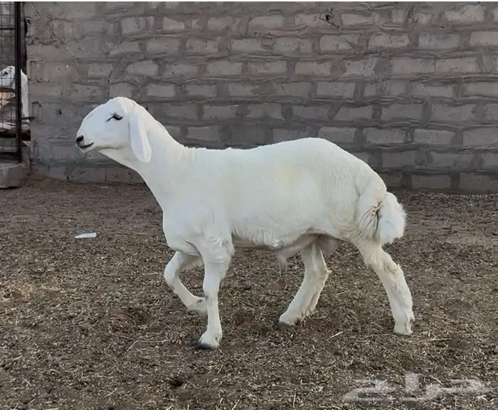 مشروع فحل حري 0