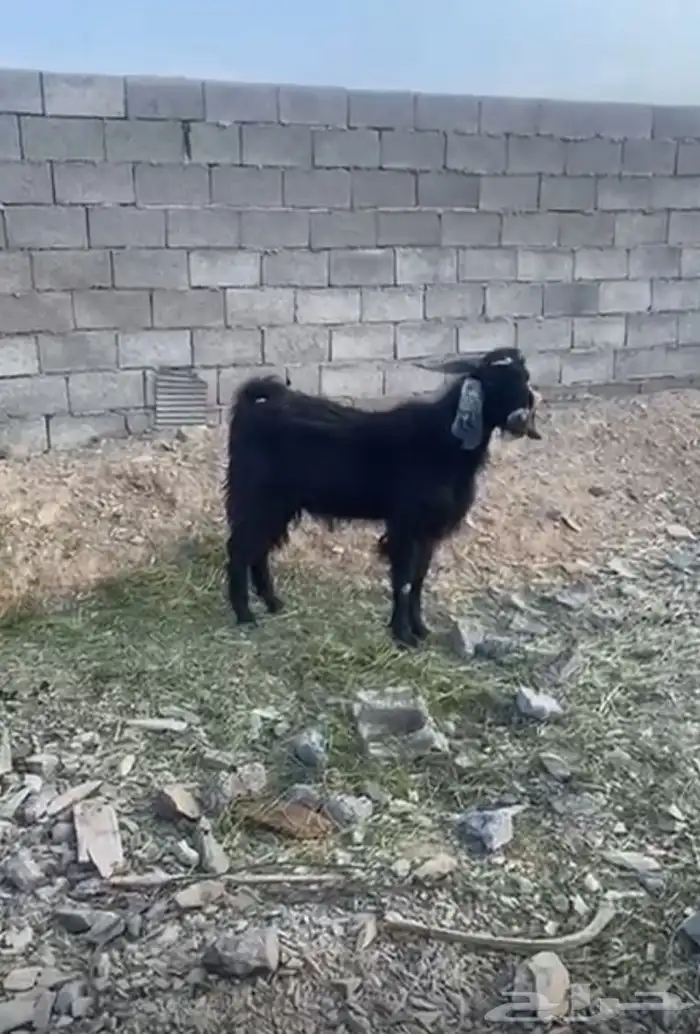 فحل معزى ثني 2