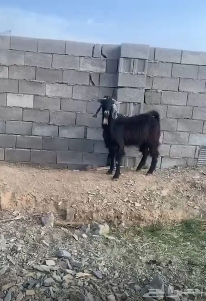 فحل معزى ثني 0